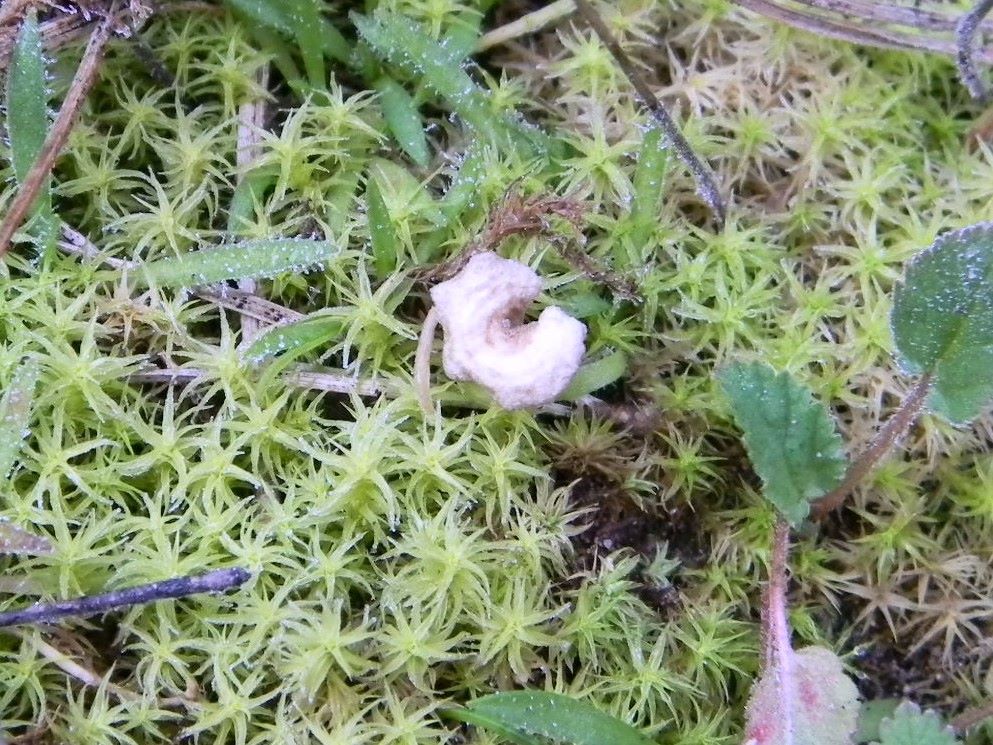 1913 Febbraio vecchio ritrovamento